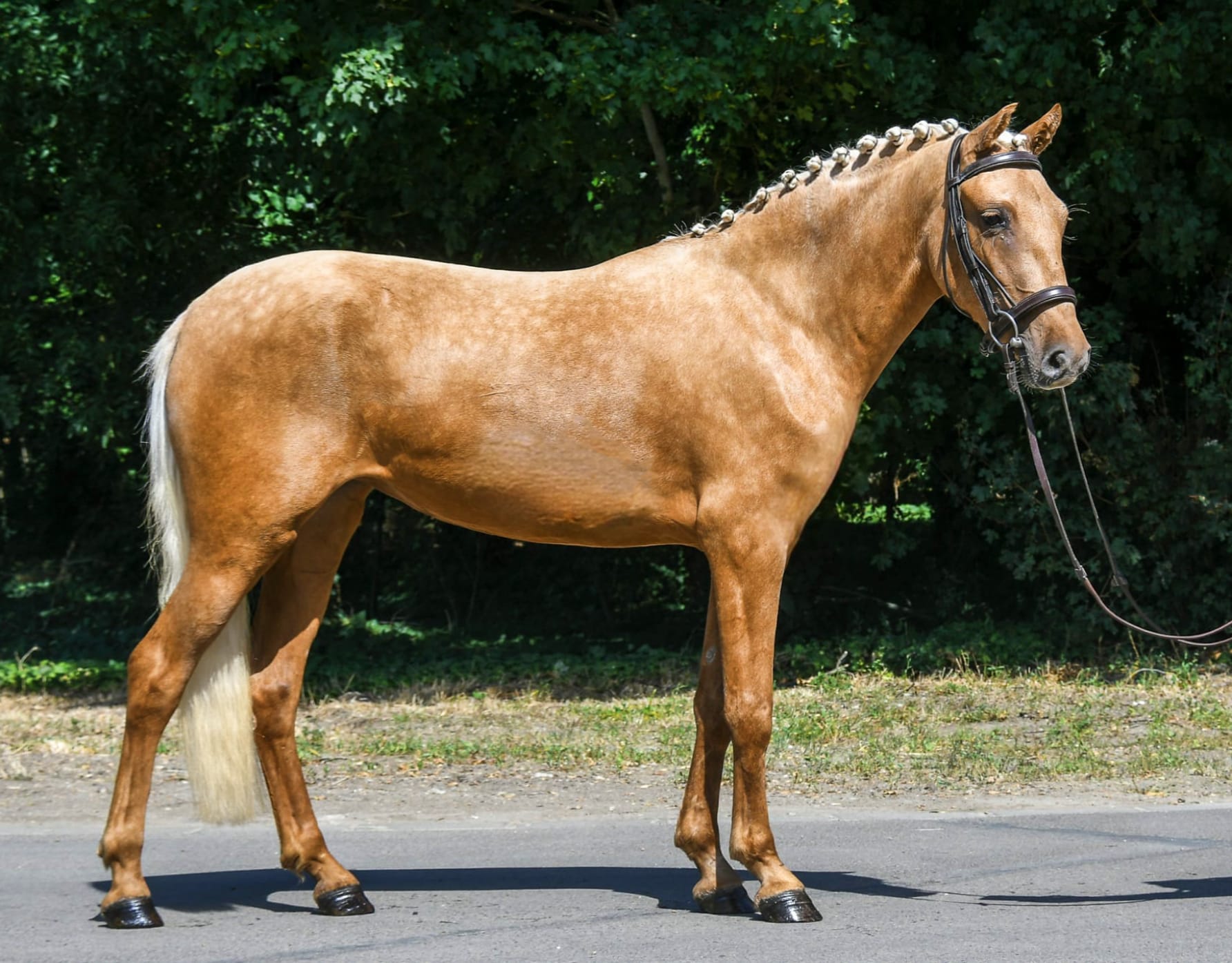 Zsemle