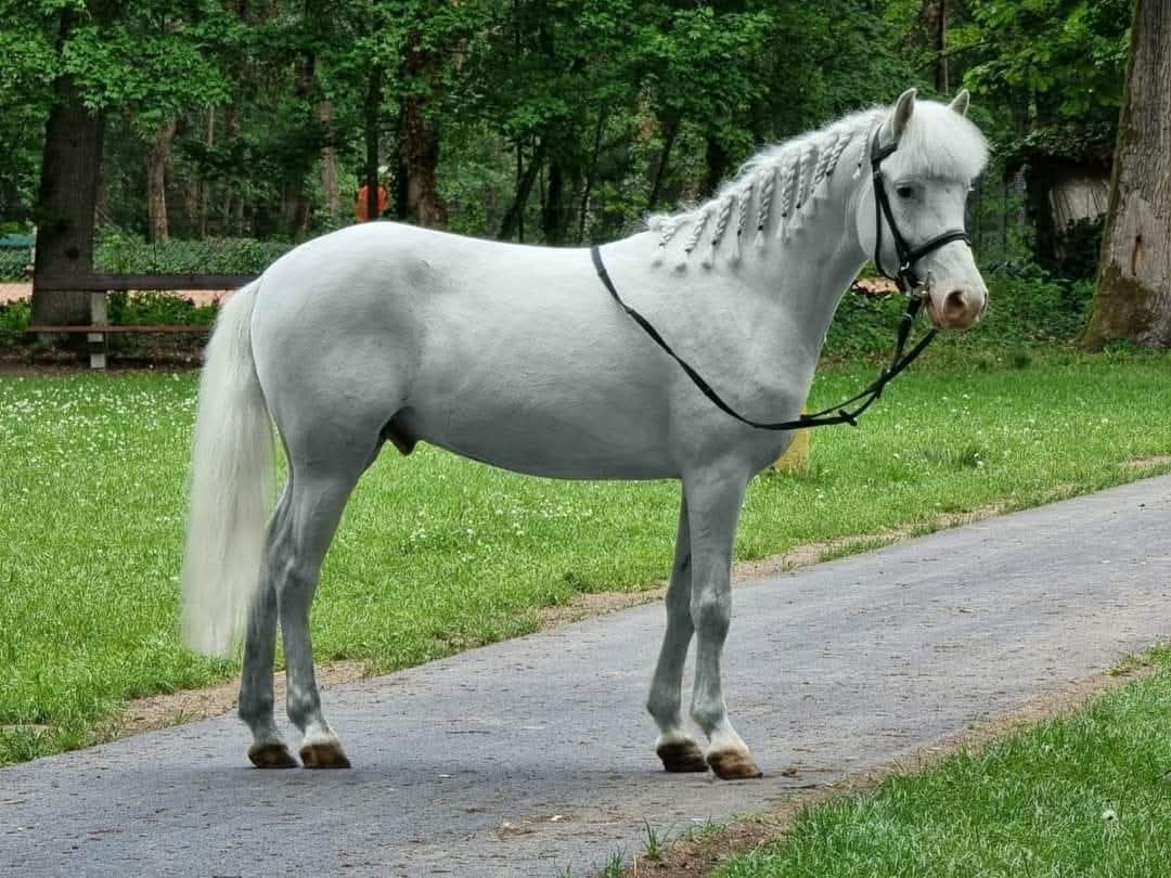 Herceg