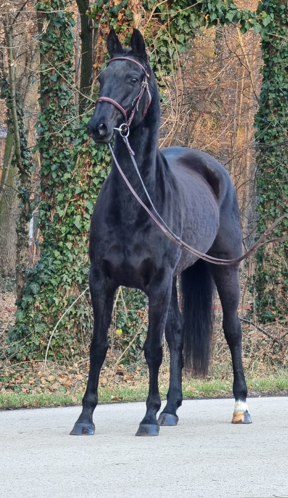 Kamilla